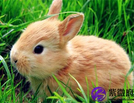 属兔遇小人怎么办