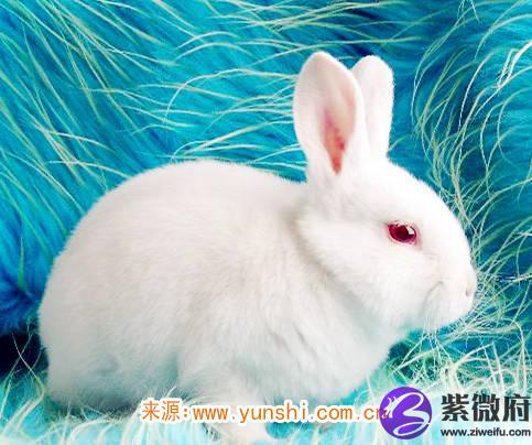 属兔纹身纹什么旺财