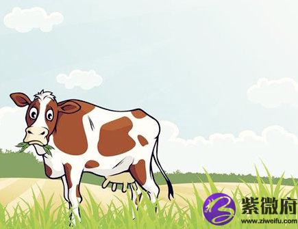 属牛人开店摆放什么招财