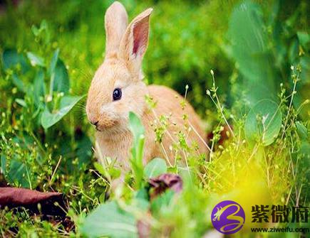 属兔人开店摆放什么招财
