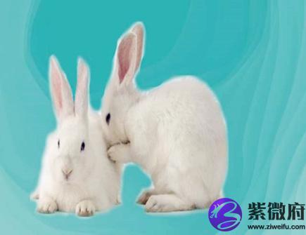 属兔起名忌讳什么