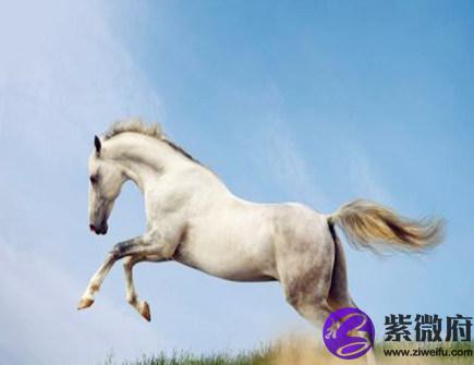 属马人2021年健康运如何