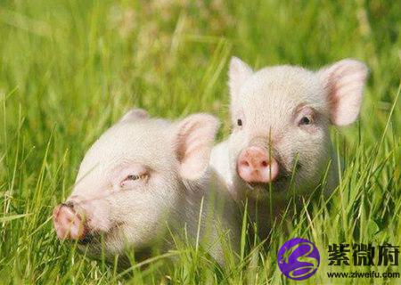 属猪的桃花运在几月份