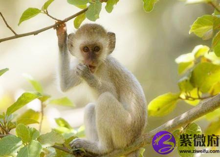 属猴的桃花运在几月份