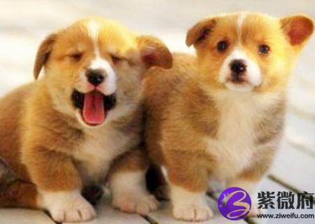 属狗的桃花运在几月份