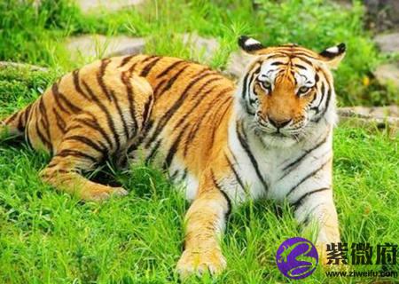 属虎的桃花运在几月份