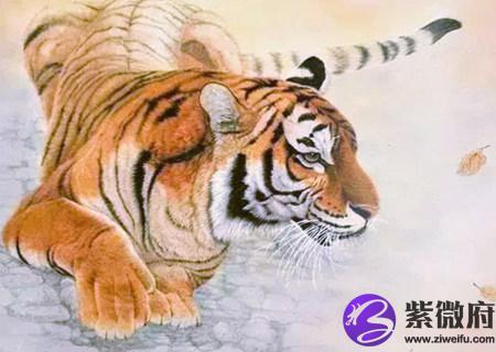 属虎的幸运花是什么花
