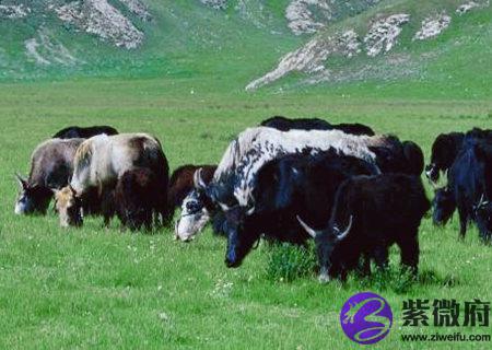 属牛的幸运花是什么花