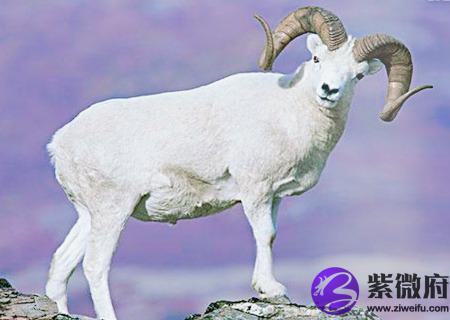属羊的幸运花是什么花