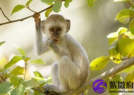属猴的幸运花是什么花