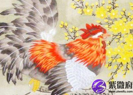 属鸡的幸运花是什么花