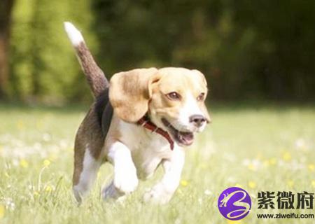 属狗的幸运花是什么花