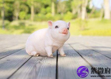 属猪的幸运花是什么花