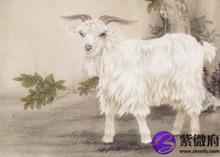 属羊男人的财运好不好