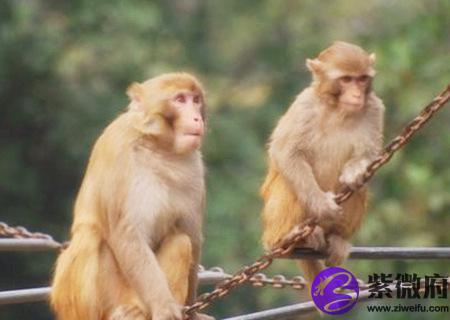 属猴男人的财运好不好
