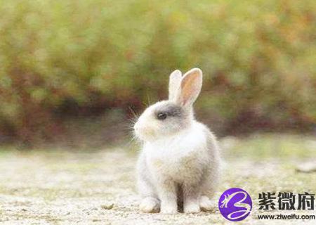 属兔男人的财运好不好