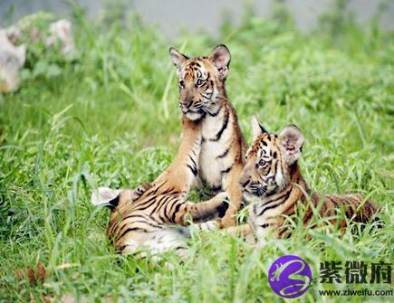 属虎适合开什么颜色的车