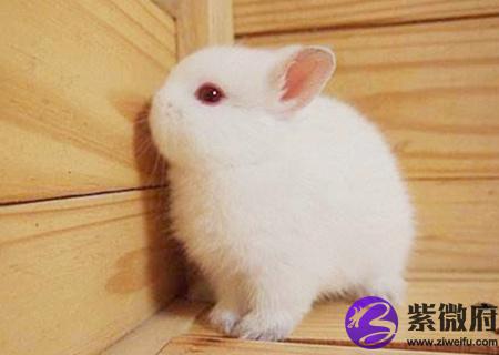 属兔人农历几月出生好
