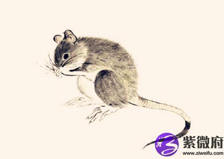 属鼠人农历几月出生好