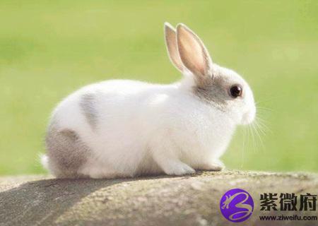属兔农历几日出生富贵命