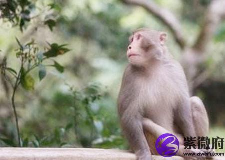 生肖猴最忌讳的颜色有哪些