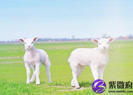 生肖羊最忌讳的颜色有哪些