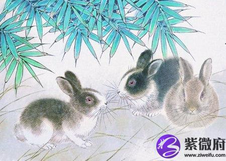 生肖兔最忌讳的颜色有哪些