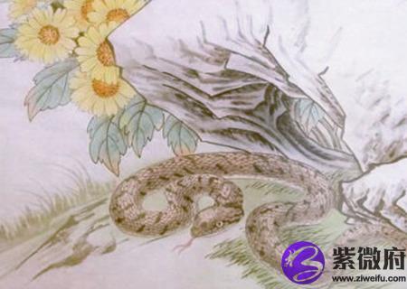 生肖蛇最忌讳的颜色有哪些