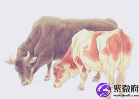 生肖牛最忌讳的颜色有哪些