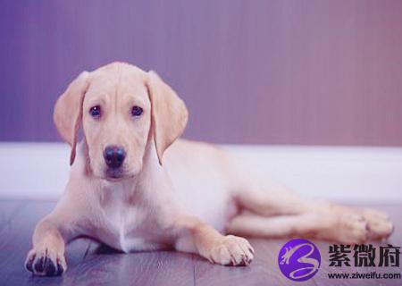 属狗和什么生肖合财