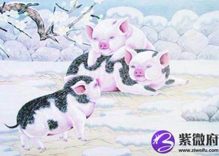 属猪和什么生肖合财