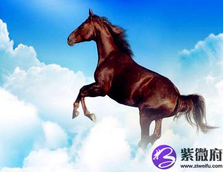 最适合属马男的老婆