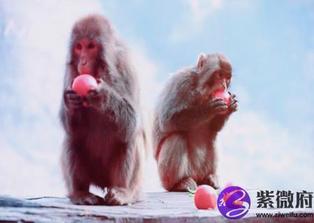 属猴和什么生肖合财