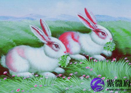 属兔和什么生肖合财
