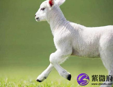 属羊人和什么生肖合作好
