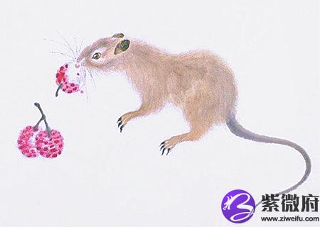 属鼠和什么生肖合财