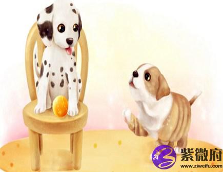 属狗女人佩戴什么好