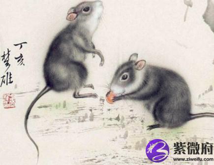 属鼠人与什么生肖合作好