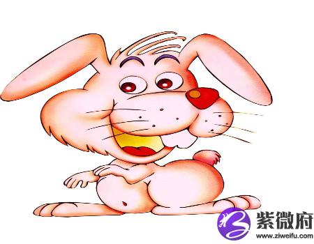 属兔人和什么生肖合作好