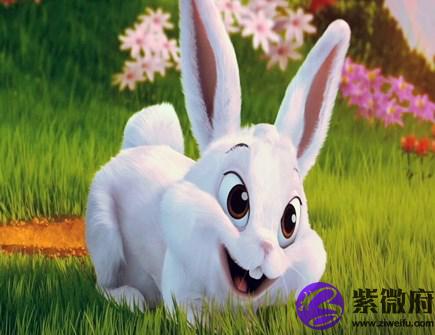 属兔男人佩戴什么好