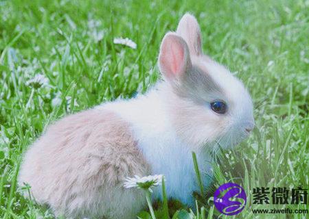 属兔人2020年桃花运如何