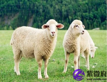 属羊男人佩戴什么好