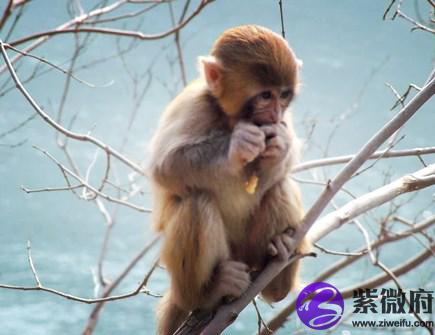 属猴男人佩戴什么好