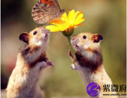 属鼠男佩戴什么好