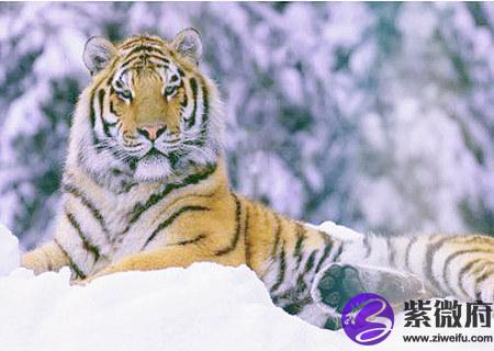 属虎人2020年桃花运如何