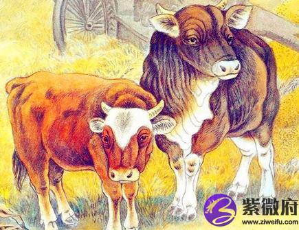 生肖牛取名的宜忌