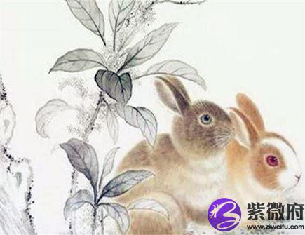 生肖兔取名的宜忌