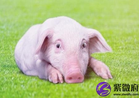 属猪人起名字的宜忌