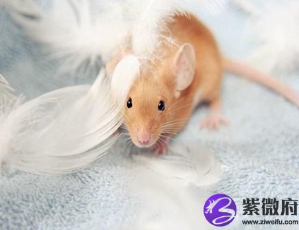 生肖鼠取名的宜忌