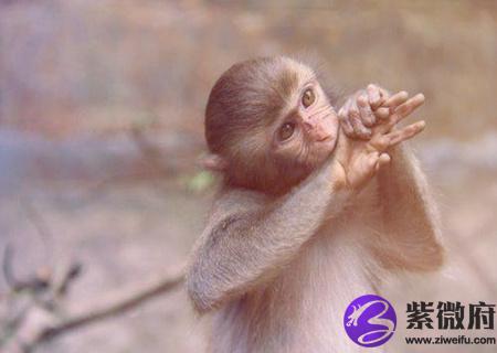 属猴人起名字的宜忌